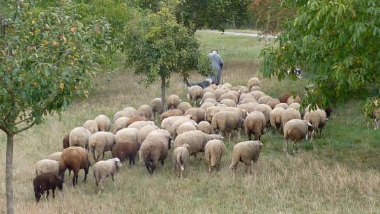 goede herder